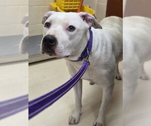 Argentinian Mastiff-Unknown Mix Dogs for adoption in Center Township, PA, USA