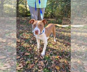 American Pit Bull Terrier-Unknown Mix Dogs for adoption in Athens, AL, USA