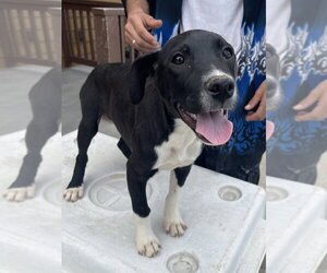 Labrador Retriever Dogs for adoption in Bolivar, MO, USA