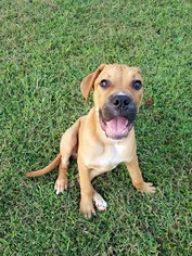 Boxer Dogs for adoption in Florence, AL, USA