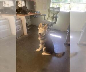 Siberian Husky-Unknown Mix Dogs for adoption in Santa Cruz, CA, USA
