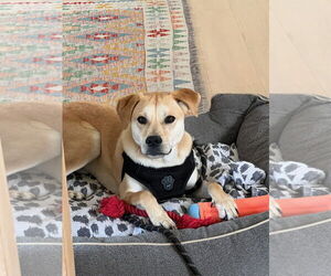 Labrador Retriever-Tibetan Terrier Mix Dogs for adoption in Woodland Hills, CA, USA