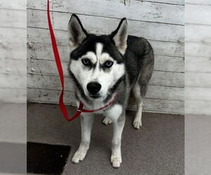 Siberian Husky Dogs for adoption in San Bernardino, CA, USA