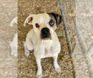 Boxer Dogs for adoption in Austin, TX, USA