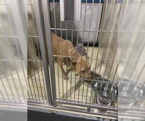 American Pit Bull Terrier Dogs for adoption in Bakersfield, CA, USA