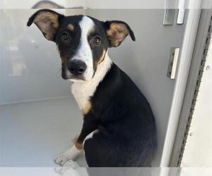 Labrador Retriever-Unknown Mix Dogs for adoption in Houston, TX, USA