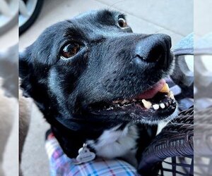 Pembroke Welsh Corgi-Unknown Mix Dogs for adoption in Genoa City, WI, USA
