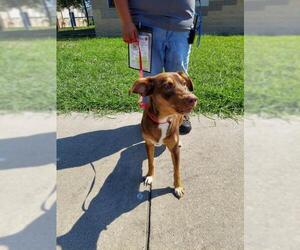 Australian Kelpie Dogs for adoption in Pandora, TX, USA