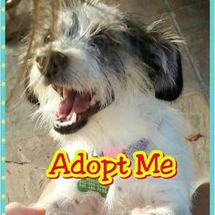 Mutt Dogs for adoption in Lake Elsinore, CA, USA