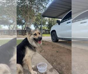 German Shepherd Dog-Unknown Mix Dogs for adoption in San Antonio, TX, USA