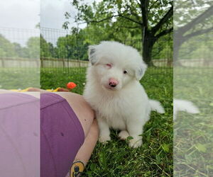 Australian Shepherd-Unknown Mix Dogs for adoption in Raleigh, NC, USA