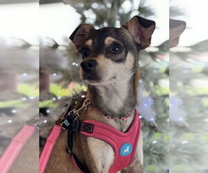 Chihuahua-Unknown Mix Dogs for adoption in San Jose, CA, USA