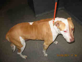 American Staffordshire Terrier Dogs for adoption in Lathrop, CA, USA