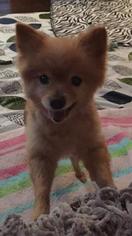Medium Photo #1 Pomeranian Puppy For Sale in Plainfield, IL, USA