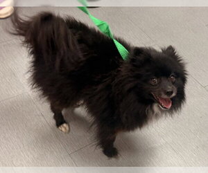Pomeranian Dogs for adoption in San Bernardino, CA, USA