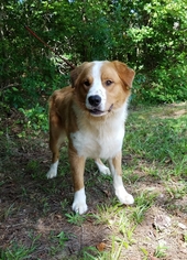 Golden Pyrenees Dogs for adoption in Social Circle, GA, USA