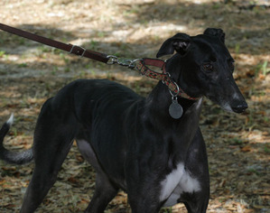 Medium Photo #1 Greyhound Puppy For Sale in Lake Mary, FL, USA
