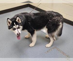 Siberian Husky Dogs for adoption in Denver, CO, USA