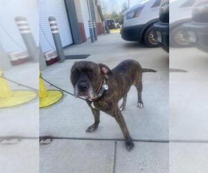 Presa Canario Dogs for adoption in Forestville, MD, USA