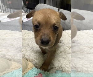 Mutt Dogs for adoption in Royal Palm Beach, FL, USA