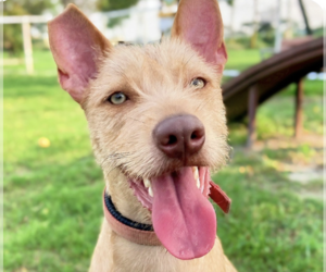 Mutt Dogs for adoption in San Ramon, CA, USA