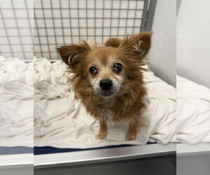 Chiranian Dogs for adoption in Chico, CA, USA