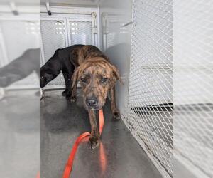 Labrador Retriever-Unknown Mix Dogs for adoption in Bakersfield, CA, USA