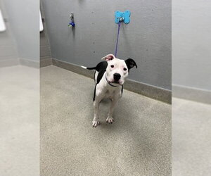 Mutt Dogs for adoption in Las Vegas, NV, USA