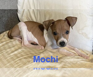 Chihuahua-Unknown Mix Dogs for adoption in Topeka, KS, USA