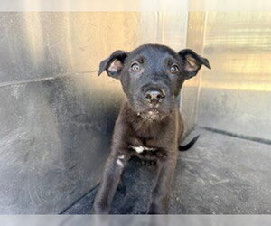 Labrador Retriever-Unknown Mix Dogs for adoption in Woodland, CA, USA