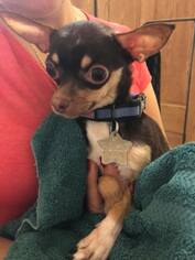 Chihuahua Dogs for adoption in Phoenix , AZ, USA