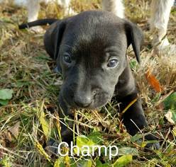 Small Labrador Retriever-Staffordshire Bull Terrier Mix