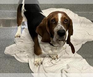 Basset Hound Dogs for adoption in Orange, CA, USA