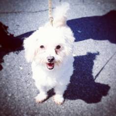 Maltese Dogs for adoption in Bridgewater, NJ, USA
