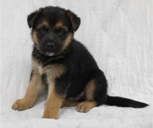 Mutt Dogs for adoption in Thief River Falls, MN, USA