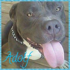 American Pit Bull Terrier-Unknown Mix Dogs for adoption in Gerrardstown, WV, USA
