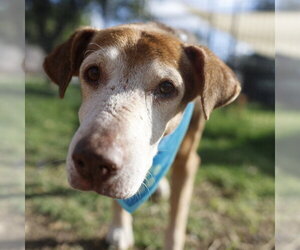Mutt Dogs for adoption in San Antonio, TX, USA