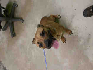 Black Mouth Cur-Unknown Mix Dogs for adoption in Green Cove Springs, FL, USA