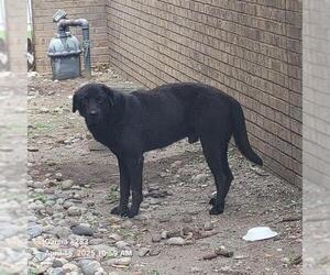 Labrador Retriever Dogs for adoption in San Antonio, TX, USA