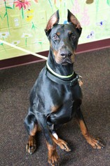 Doberman Pinscher Dogs for adoption in Waynesboro, PA, USA