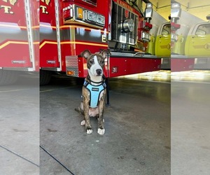 American Pit Bull Terrier-Unknown Mix Dogs for adoption in Germantown, OH, USA