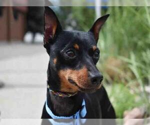 Miniature Pinscher Dogs for adoption in Aurora, CO, USA