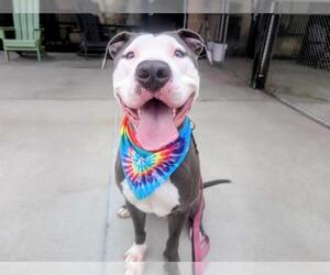 American Pit Bull Terrier Dogs for adoption in Denver, CO, USA