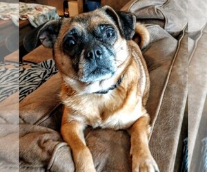 Pug Dogs for adoption in Hewitt, NJ, USA