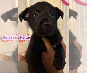 Golden Labrador Dogs for adoption in Brewster, NY, USA