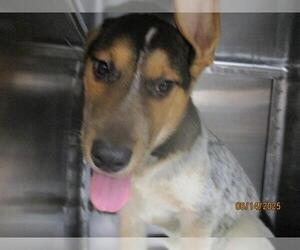 German Shepherd Dog-Unknown Mix Dogs for adoption in Oklahoma City, OK, USA