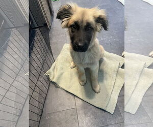 German Shepherd Dog Dogs for adoption in Seattle, WA, USA