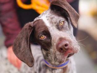 German Shorthaired Pointer Dogs for adoption in San Ramon, CA, USA