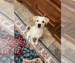 Labsky Dogs for adoption in Lakewood, CO, USA