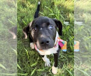 Labrador Retriever-Unknown Mix Dogs for adoption in Tulsa, OK, USA